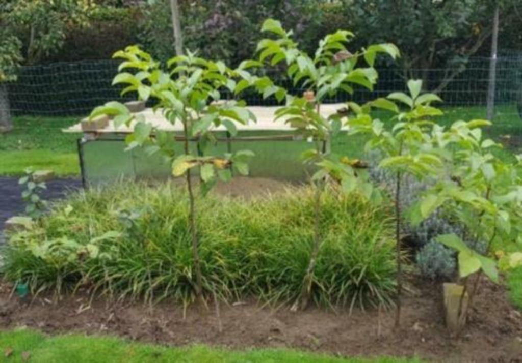 nog enkele notenbomen, notenboompjes walnotenboom walnoten, Ophalen, Overige soorten