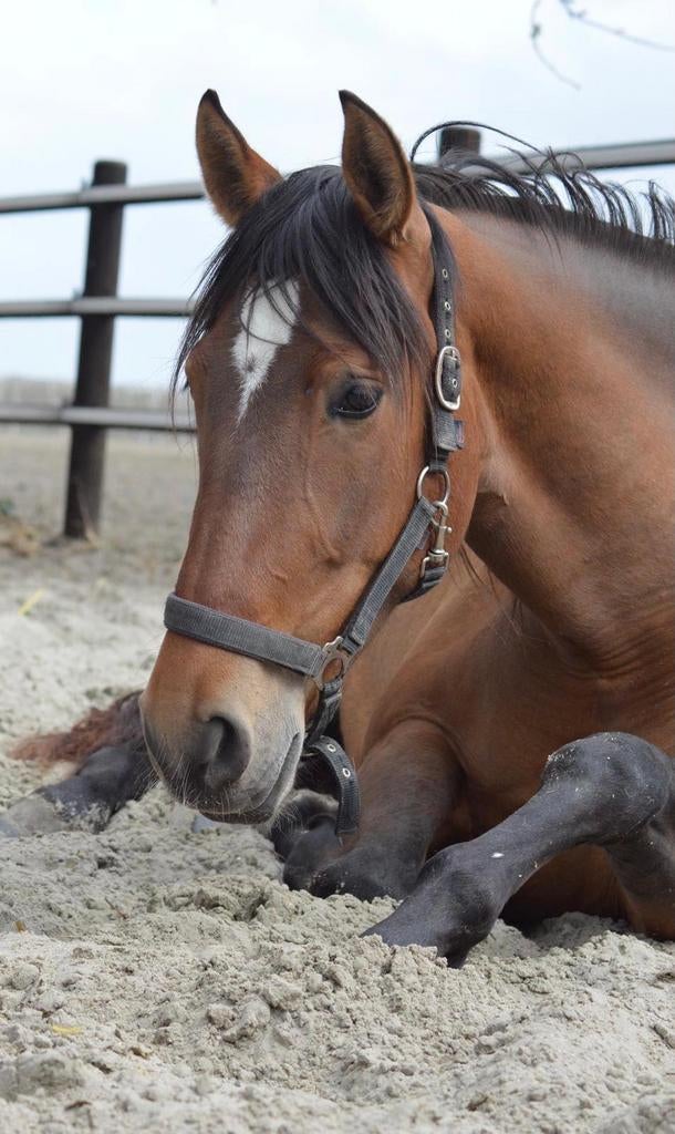 7 jarige pre merrie te koop, B, 160 à 165 cm, Cheval de récréation, Jument