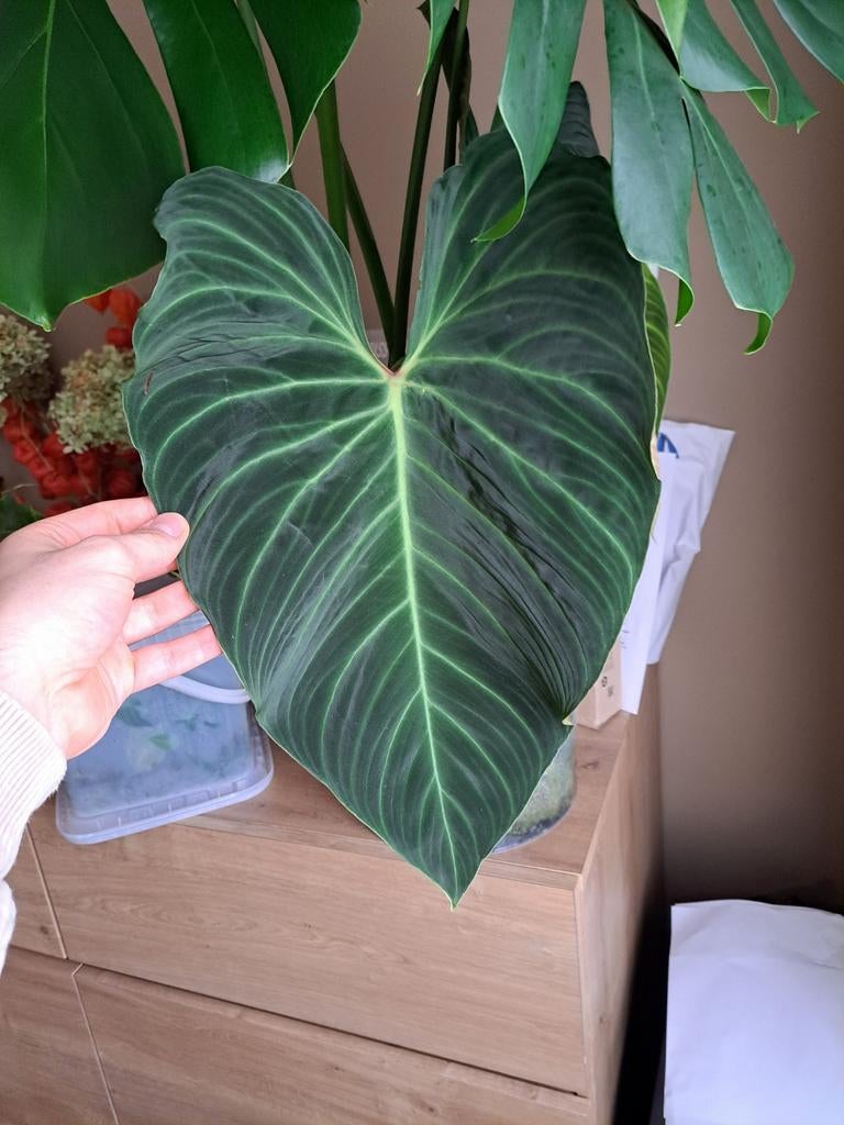 Belles plantes d'intérieur et boutures, Maison & Meubles, Plantes d'intérieur, Enlèvement