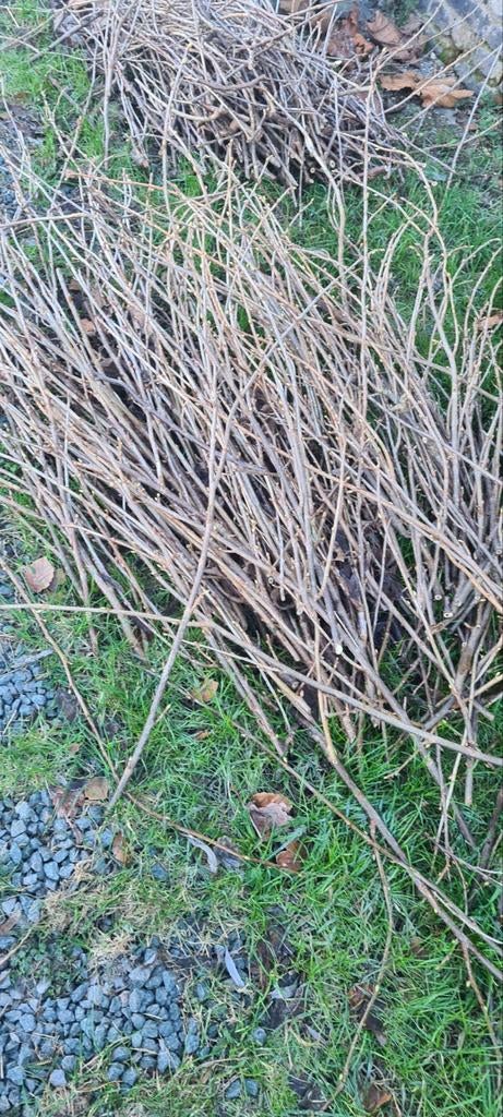 GRATUIT : CASSISSIERS FRAMBOISIERS MAQUEREAUX, Enlèvement