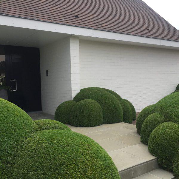 Buxus bollen voor wolken te maken, Enlèvement