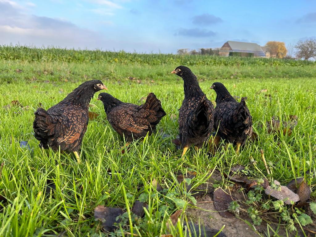 Jonge tamme Barnevelder kriel kippen gesekst & ingeënt, Femelle, Poule ou poulet