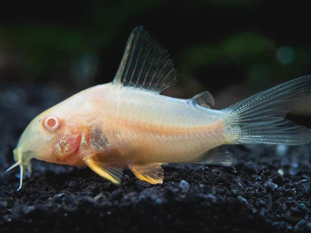 Corydoras albino, Animaux & Accessoires