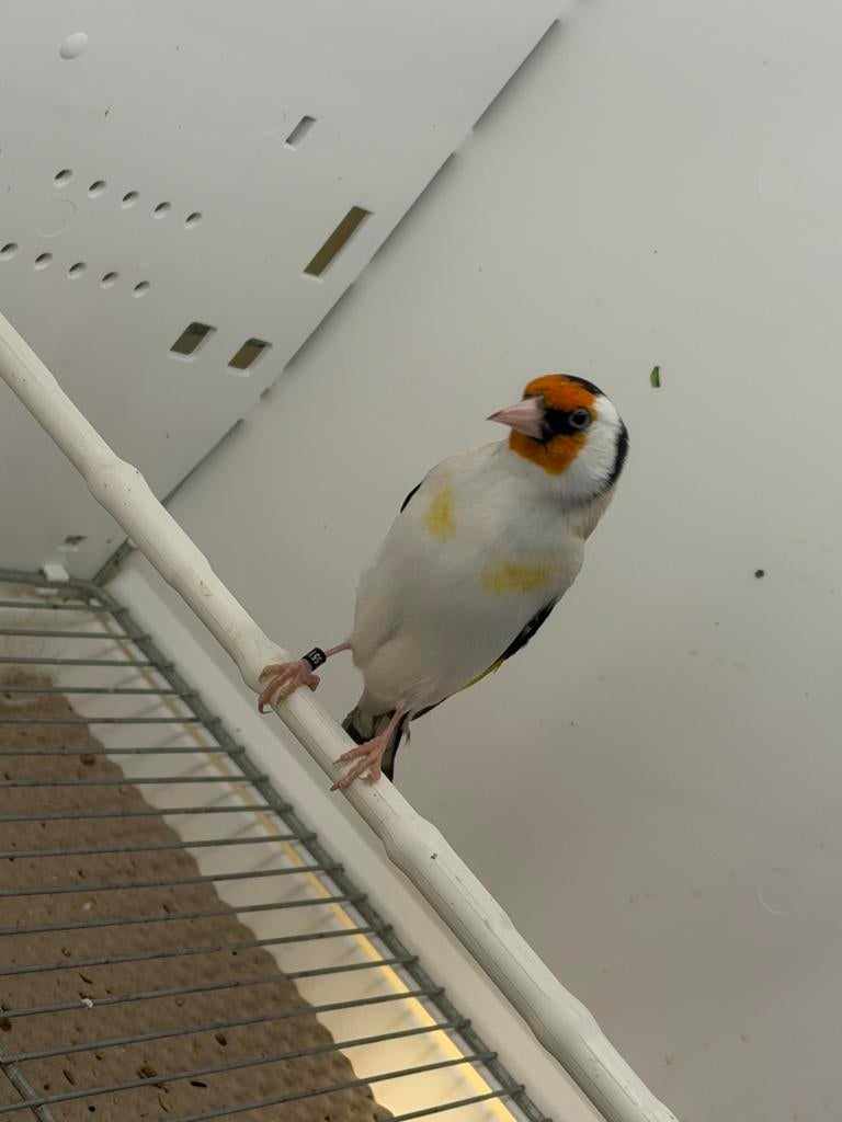 Mal chardonneret 2025 a echanger contre une femelle, Animaux & Accessoires, Oiseaux | Oiseaux Autre, Mâle
