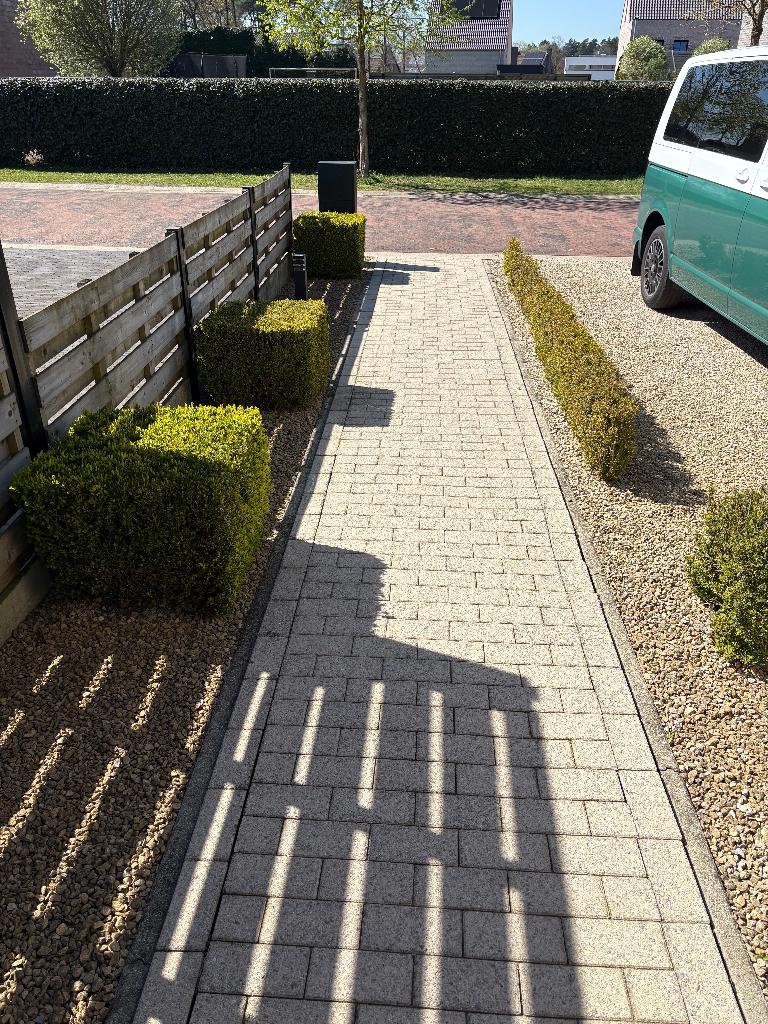 Buxus, Tuin en Terras, Ophalen, Buxus, Struik, 250 cm of meer