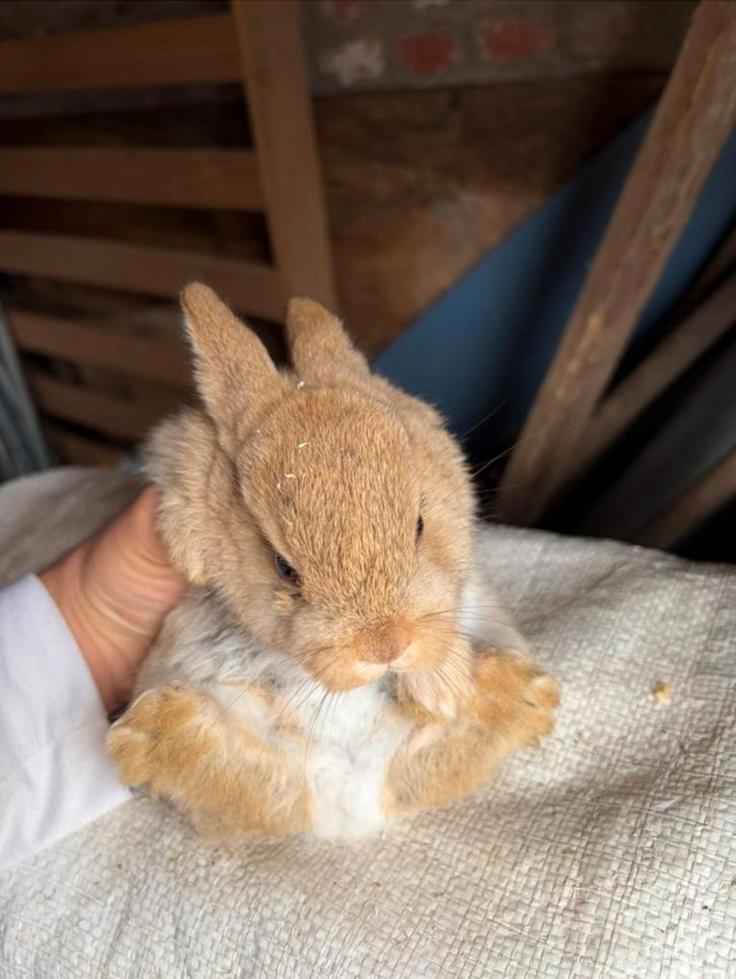 Konijn rammetje, Dieren en Toebehoren, Konijnen, Mannelijk, Middelgroot, Hangoor, 0 tot 2 jaar