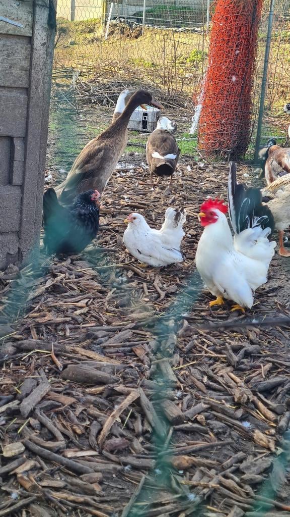 Chabo krielen, Animaux & Accessoires, Volatiles, Plusieurs animaux, Poule ou poulet