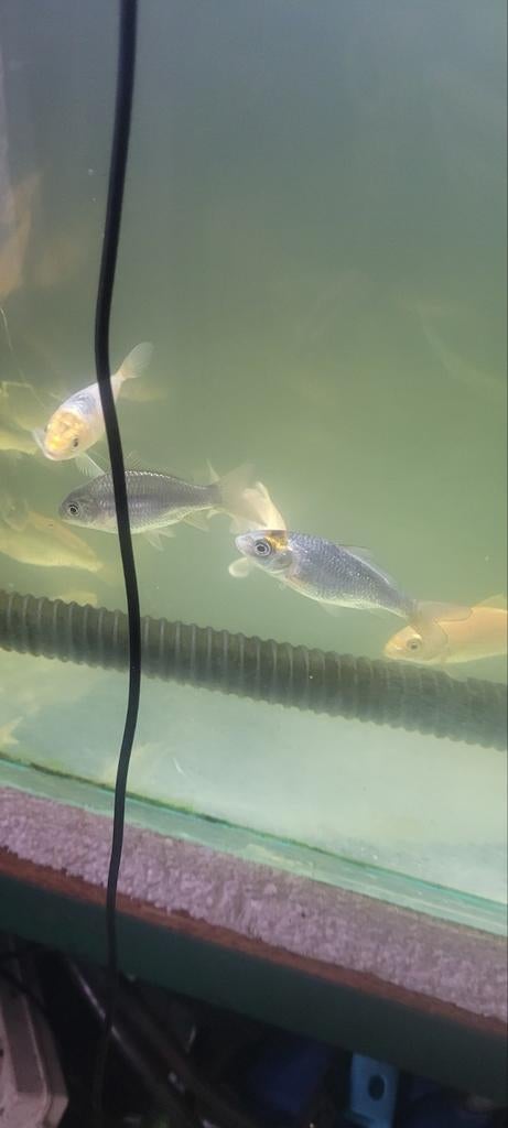 Baby koi 4/7 cm 1.50, Dieren en Toebehoren, Vissen | Vijvervissen