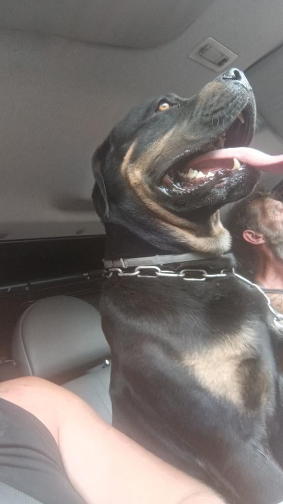 Rotweiler, Enlèvement ou Envoi