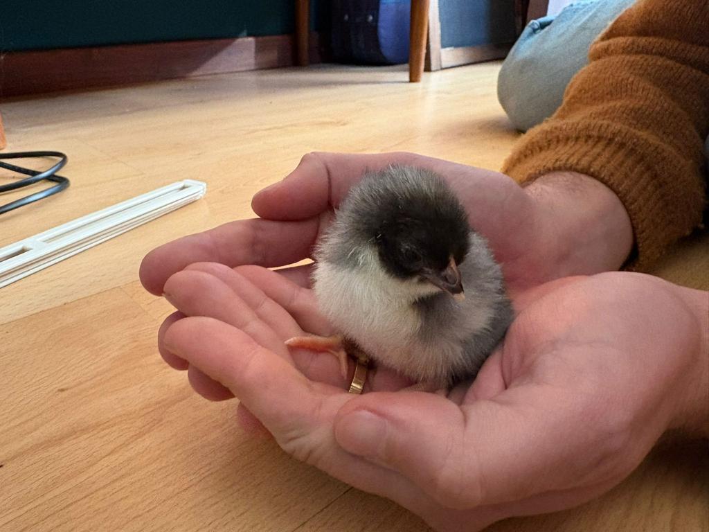 Kuikens kleurleggers, Dieren en Toebehoren, Pluimvee, Meerdere dieren, Kip