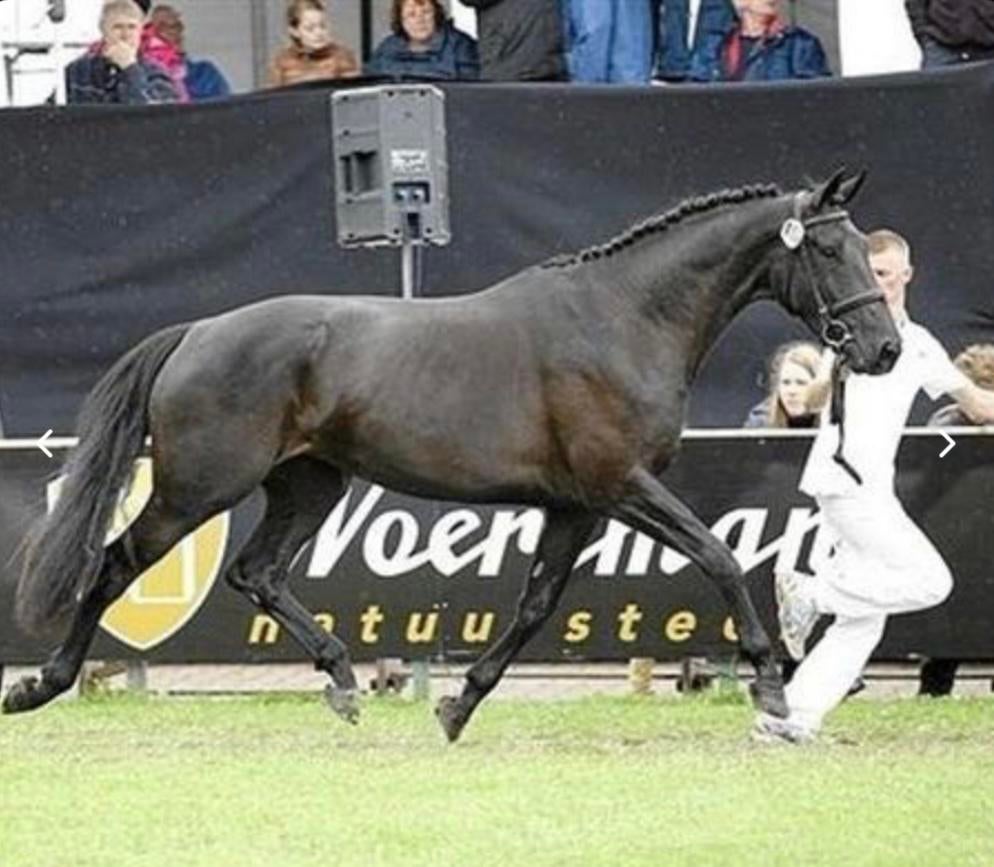 Fokmerrie te koop, Jument