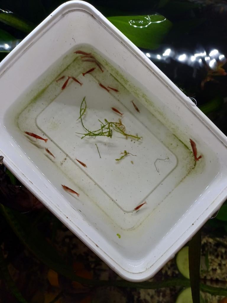 20 vuurgarnalen 20 euro, Dieren en Toebehoren, Vissen | Aquariumvissen, Kreeft, Krab of Garnaal, Zoetwatervis, Schoolvis