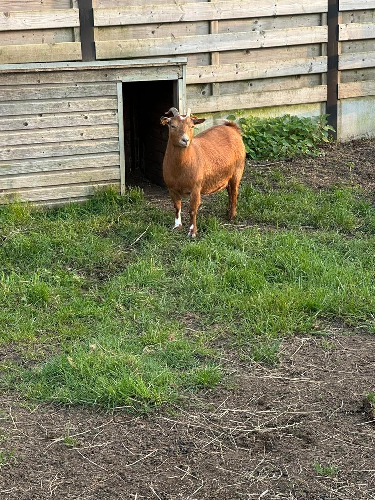 Abrikoos mieke, Dieren en Toebehoren, Schapen, Geiten en Varkens, Vrouwelijk, Geit, 3 tot 5 jaar