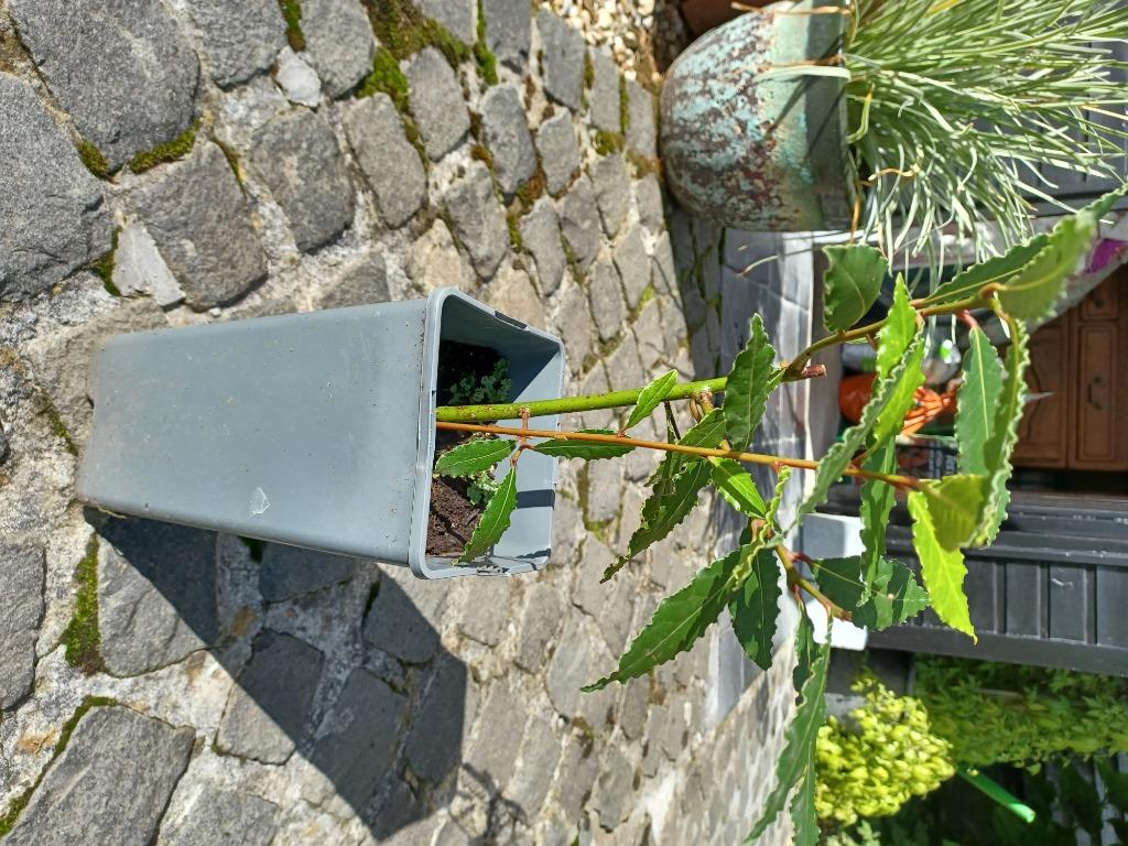 Laurier., Tuin en Terras, Planten | Tuinplanten, Ophalen, Vaste plant, Halfschaduw, Kruiden
