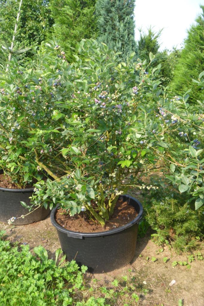 grote blauwe bessen in grote pot, Tuin en Terras, Planten | Fruitbomen, Ophalen