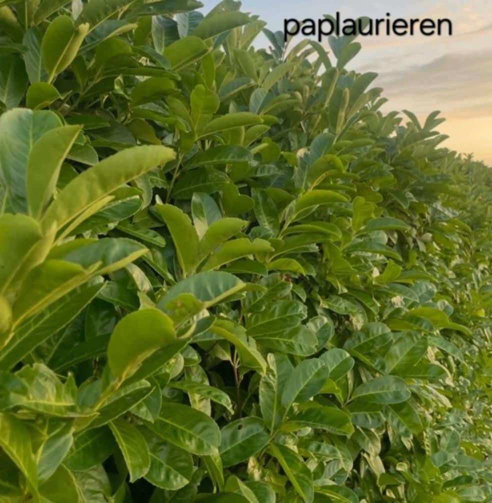 ‼️Prunus rotundifolia aan promoprijzen ‼️, Enlèvement, Taxus