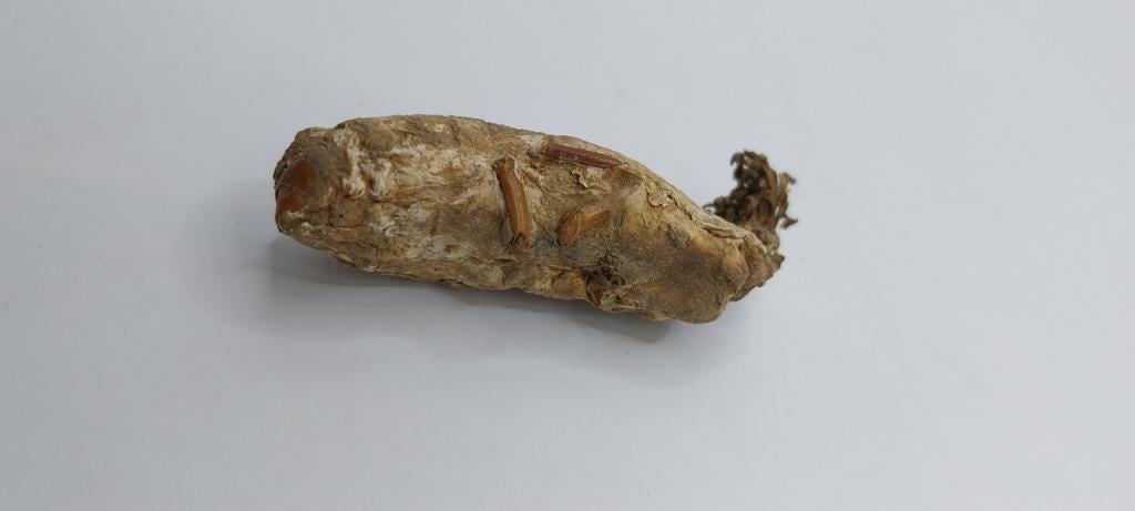 Mushroom zombie rariteitenkabinet, Ophalen of Verzenden