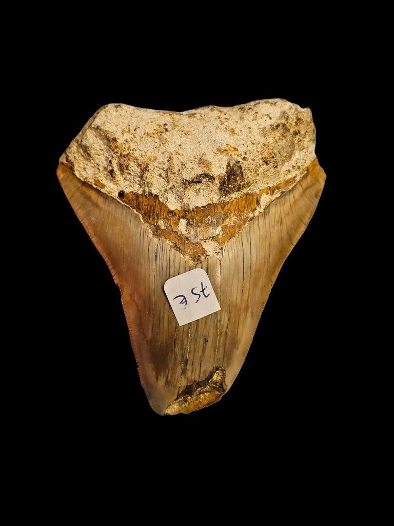 Prachtige megalodon tand uit Indonesie 10,4 cm, Verzamelen, Mineralen en Fossielen, Ophalen of Verzenden, Fossiel