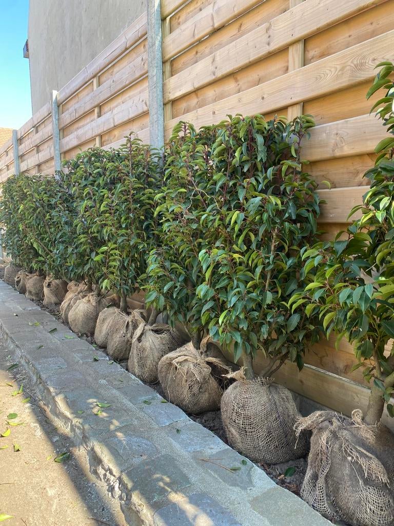 Prunus lusitanica Angustifolia, Jardin & Terrasse, Enlèvement, Laurier