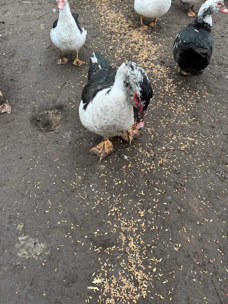 Barberie eenden 4 stuks mannelijk, Mâle, Canard