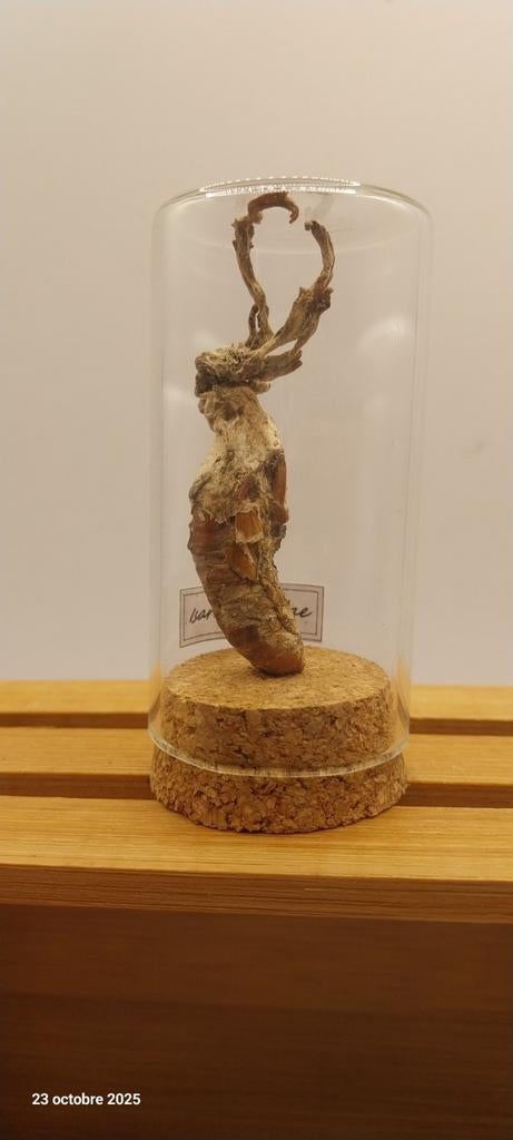 Champignon zombie de la cigale, Enlèvement ou Envoi, Neuf