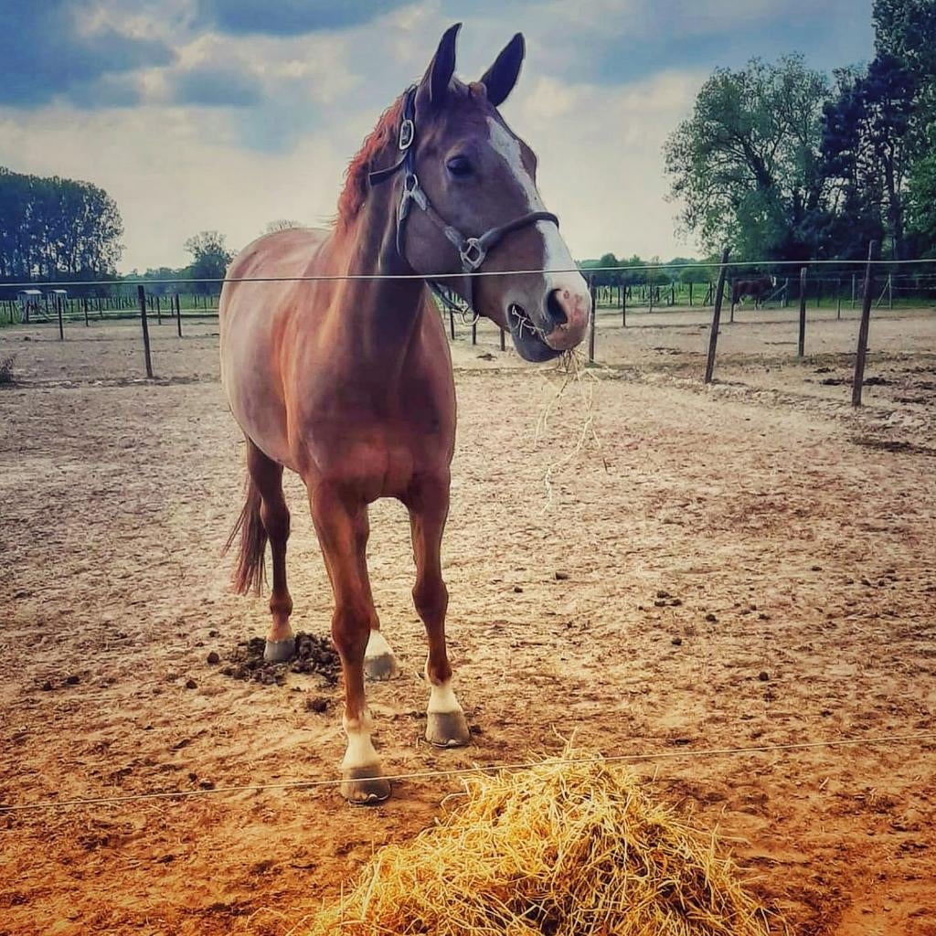 Wandelpaard/weidemaatje, Dieren en Toebehoren