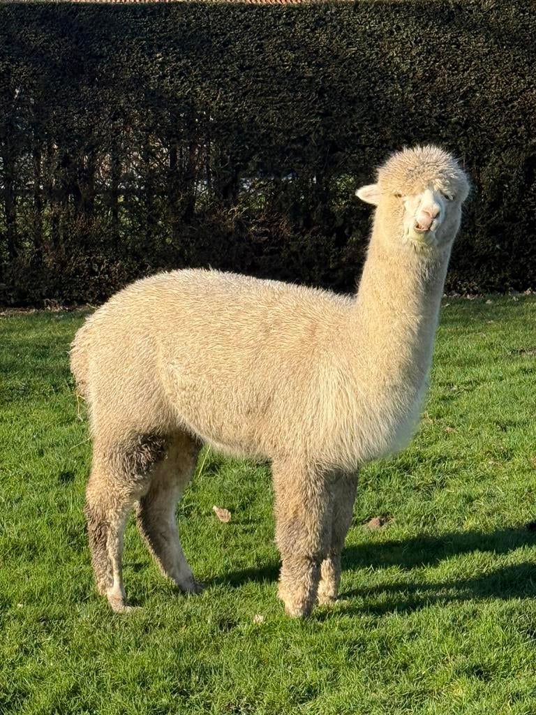 Alapca hengst te koop 2 jaar oud, Dieren en Toebehoren, Overige Dieren, Juni