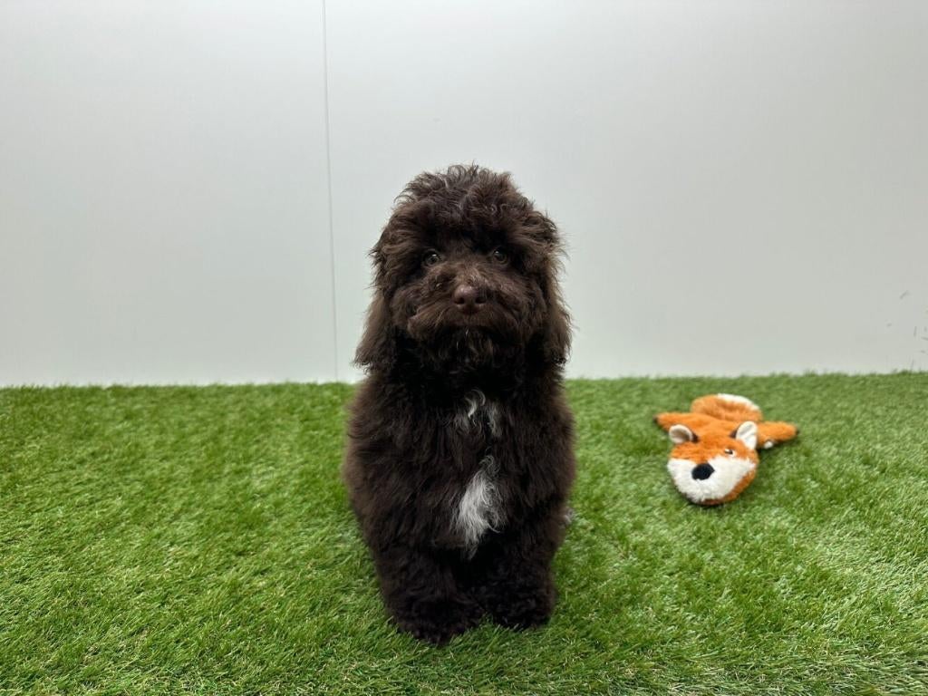 Poedel pup - Middelgroot, Poedel, België, Reu, 8 tot 15 weken