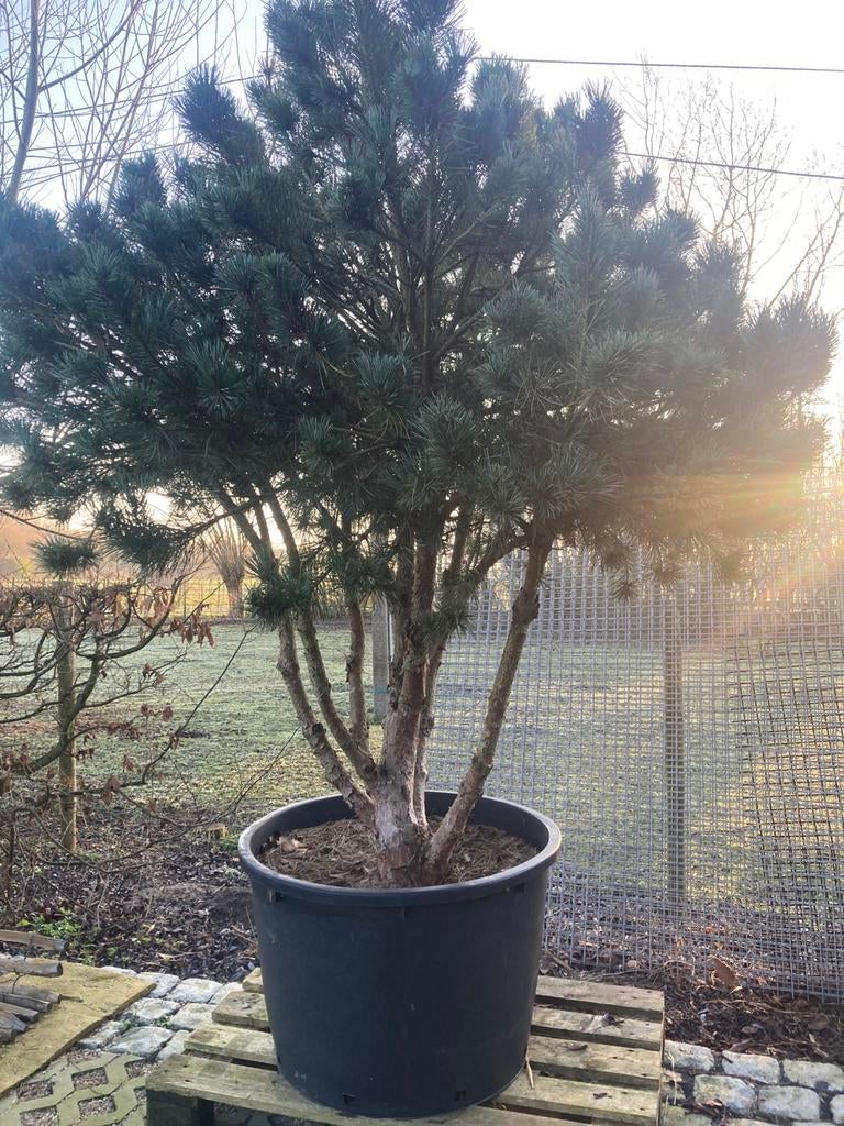 Pinus sylvestris « Watereri », Enlèvement, En pot, 100 à 250 cm