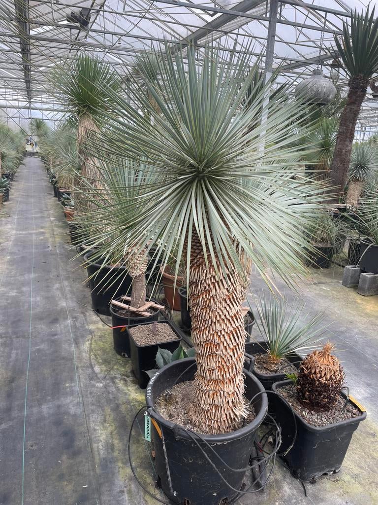 Yucca Rostrata, Lente, 100 tot 250 cm, Palmboom, Ophalen