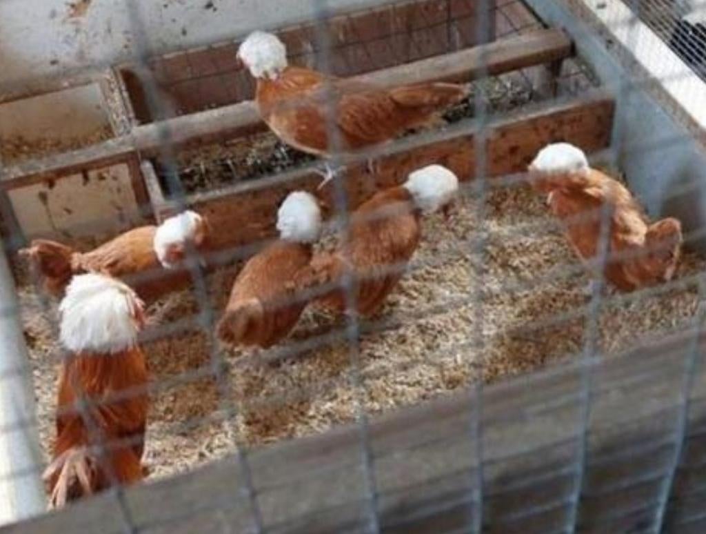 Gezocht, kuifhoen, padua buff., Dieren en Toebehoren, Pluimvee