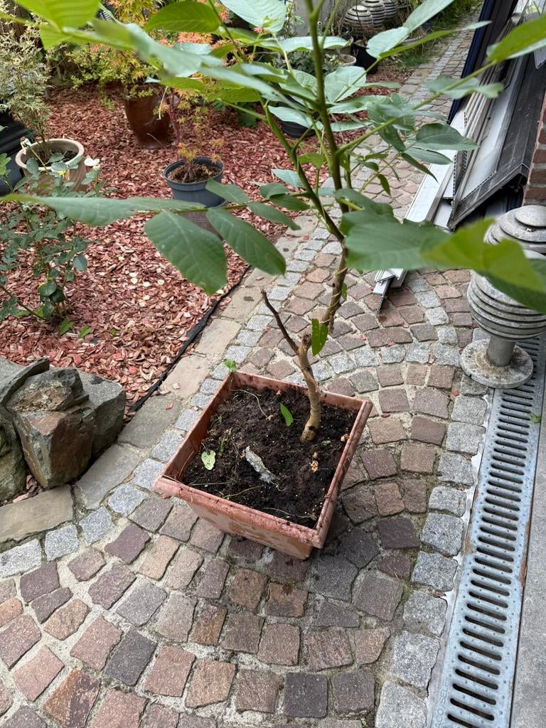 Walnoot, Ophalen, In pot