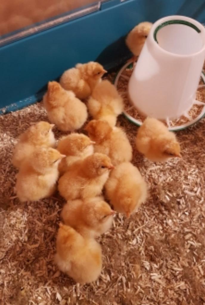 Kuikens pas uit het ei, Dieren en Toebehoren