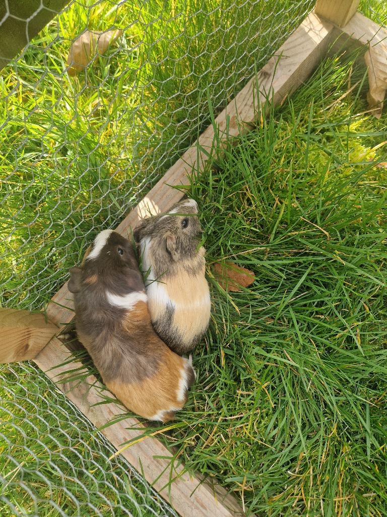 Cavia, Janvier, Plusieurs animaux, Cobaye