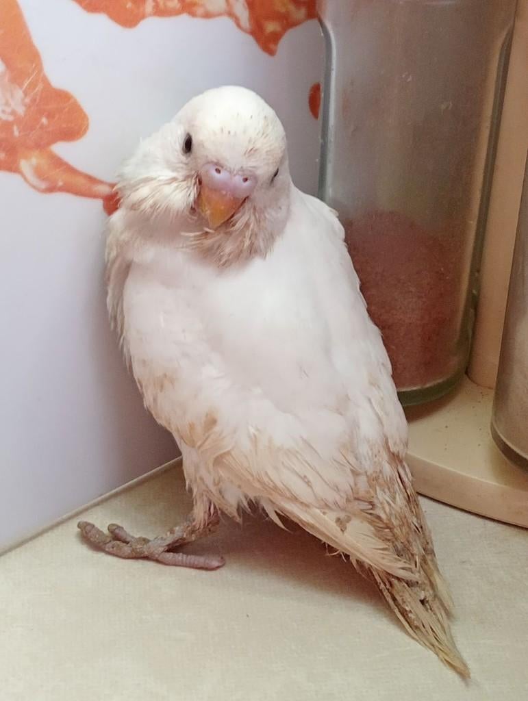 jonge witte parkiet, Perruche