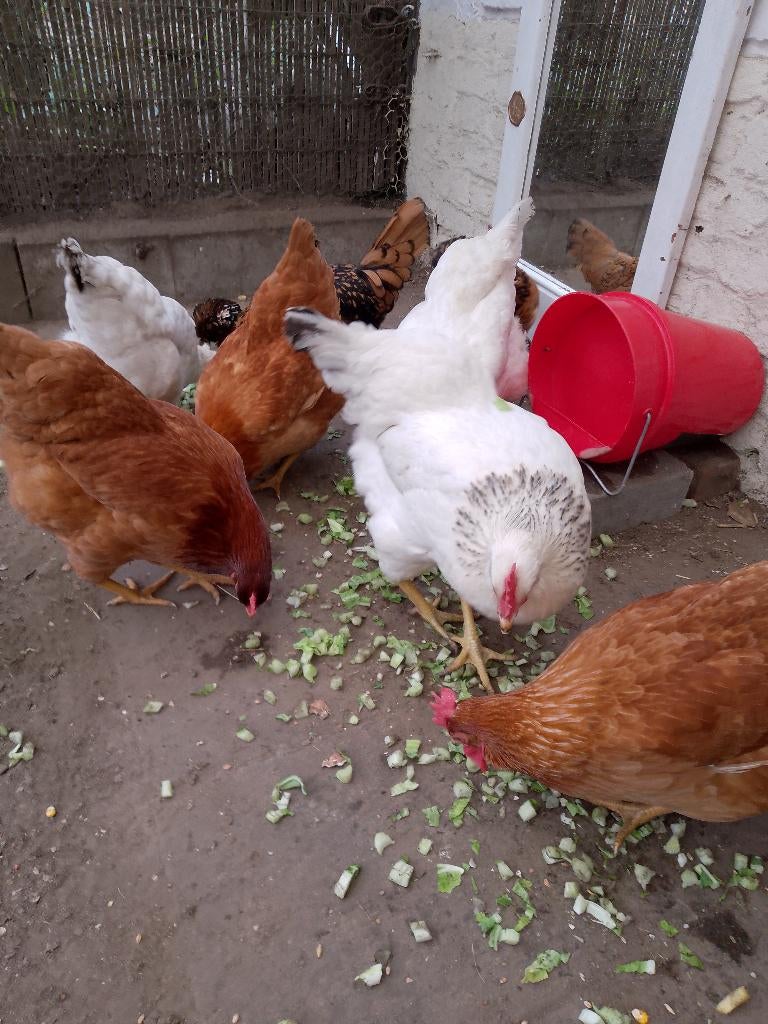 oeufs frais du jour à 1082 Bruxelles 6 à 2.5€ ou 12 oeufs 4€, Divers, Produits alimentaires, Enlèvement