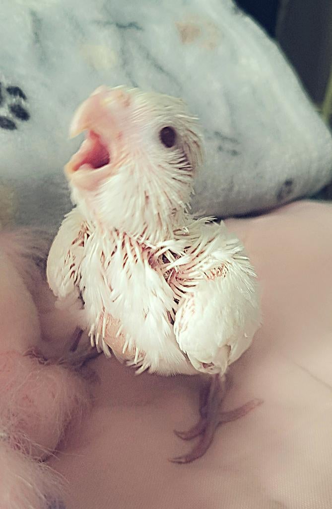 Calopsitte, Ophalen, Nieuw