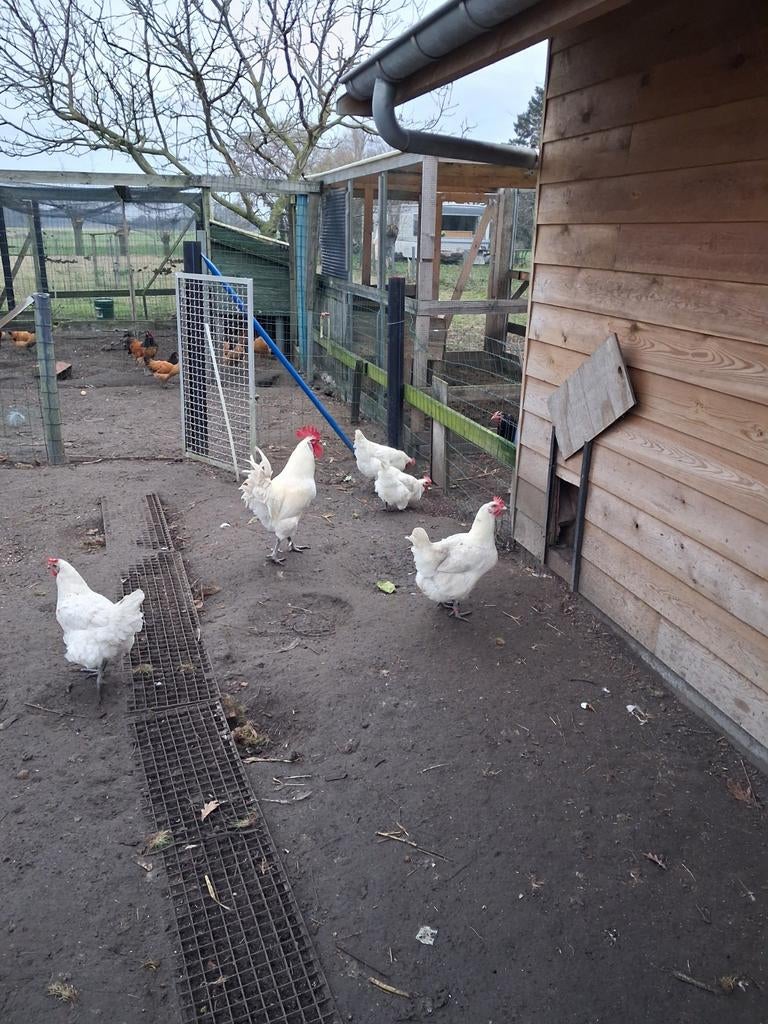 Broedeieren poulle de bresse