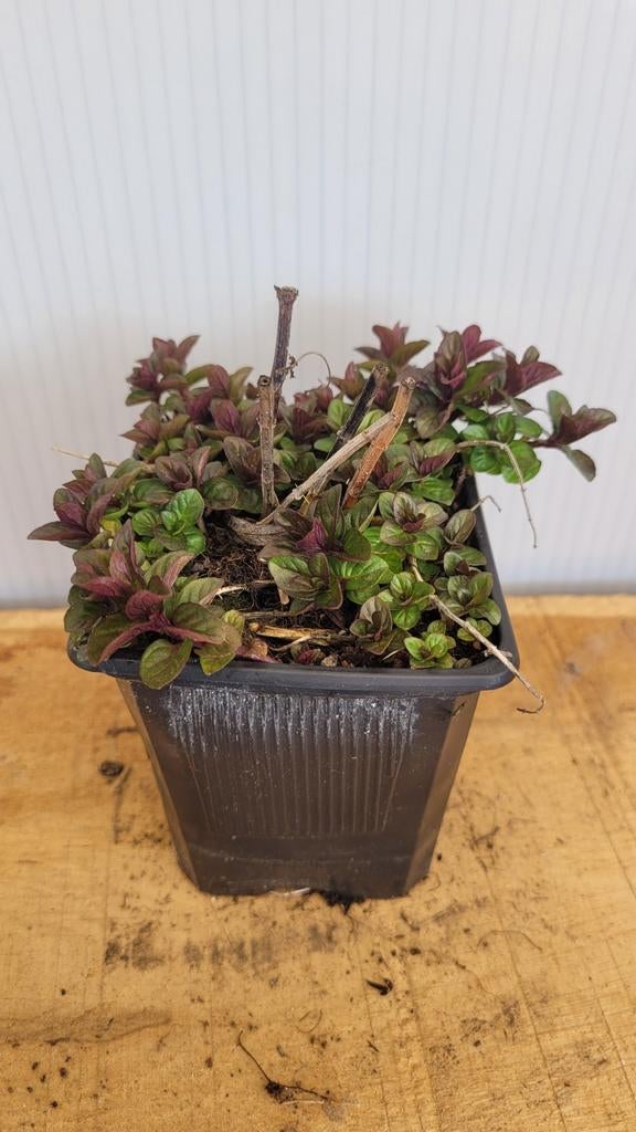 Chocolademunt, Tuin en Terras, Planten | Tuinplanten, Ophalen, Volle zon, Vaste plant, Kruiden