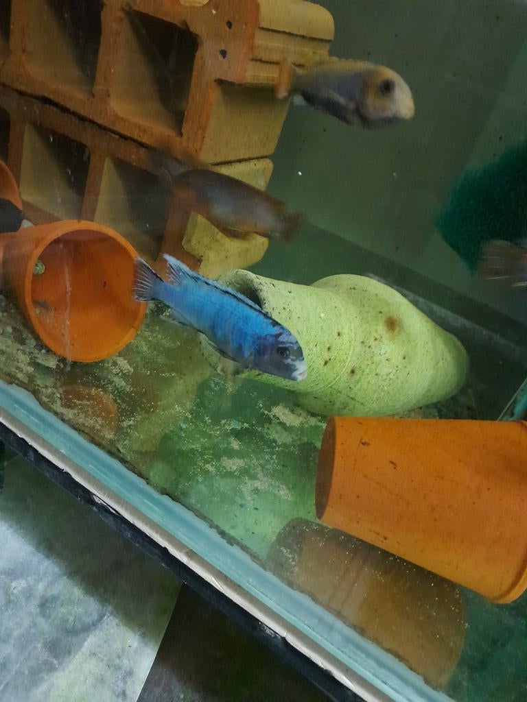 Pseudotropheus sunset, Dieren en Toebehoren, Vis, Zoetwatervis