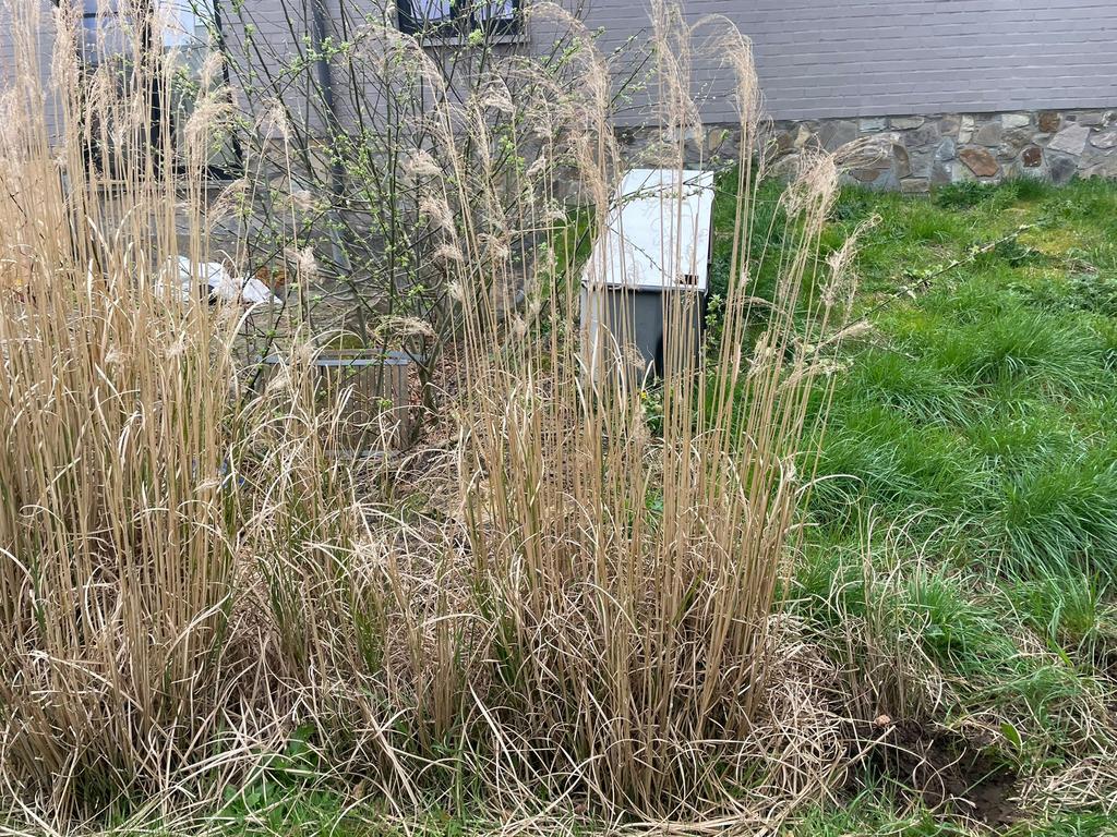 Gratis siergras te Drongen, Ophalen