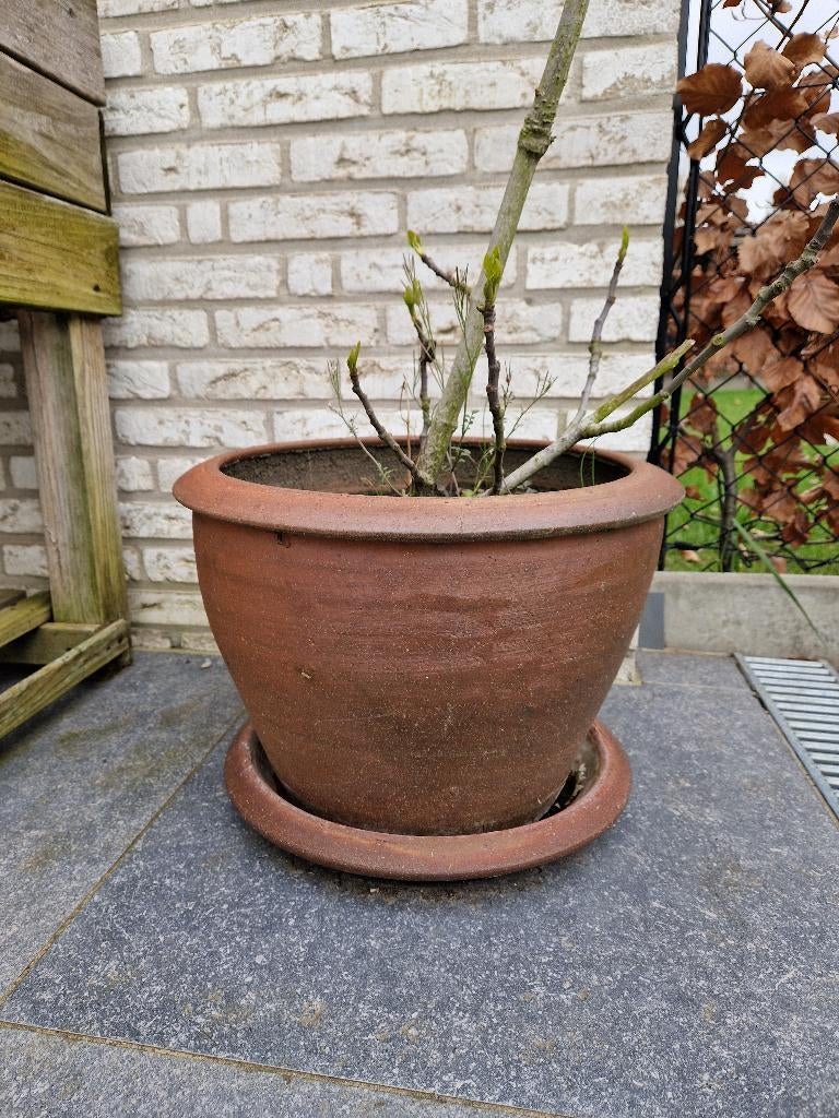 Vijgenboom, Tuin en Terras, Planten | Fruitbomen, Ophalen, Lente, Volle zon, In pot