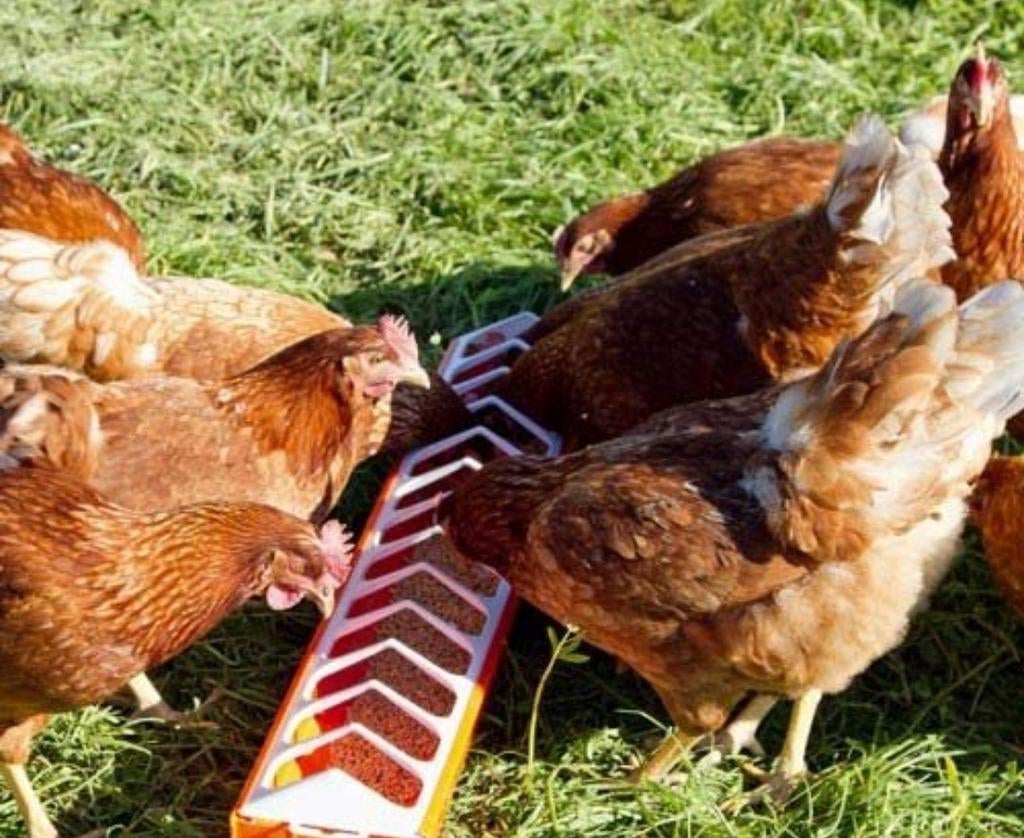 Isa brown legkippen, Dieren en Toebehoren, Pluimvee, Kip