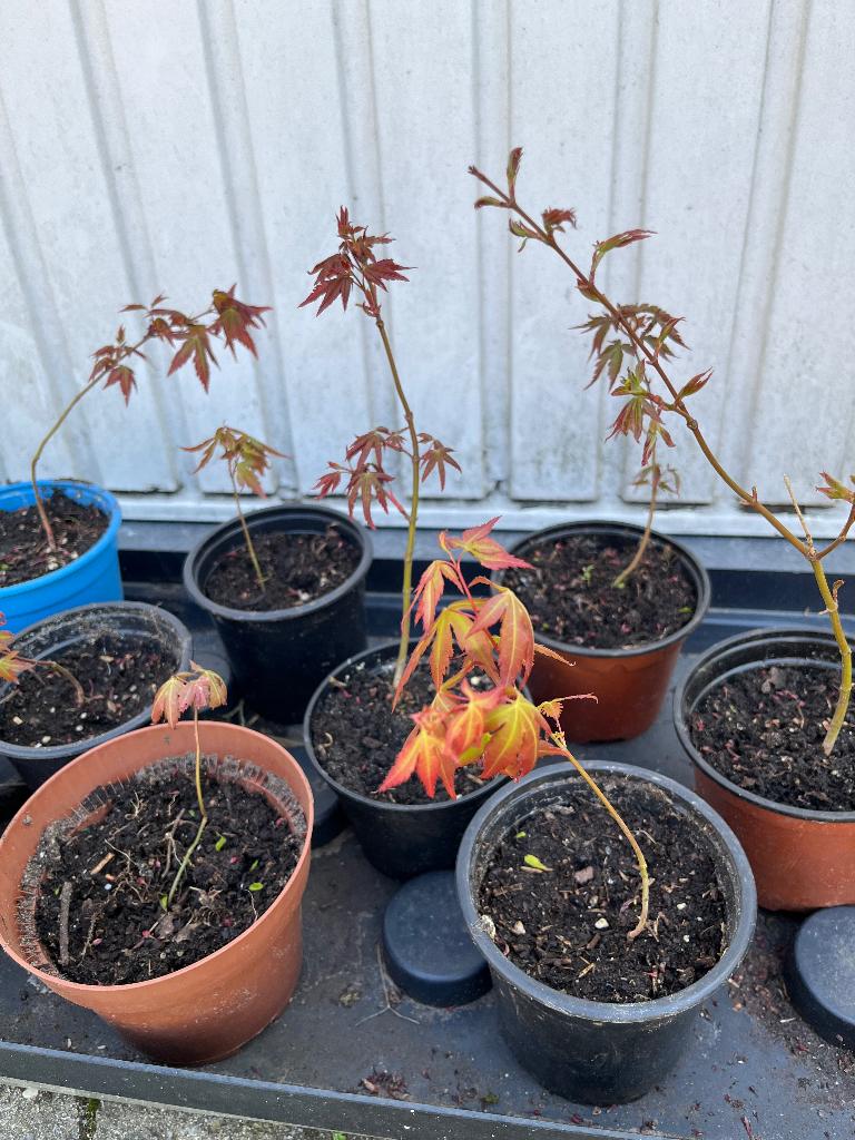 Japanse esdoorn, Tuin en Terras, Ophalen of Verzenden, Herfst, In pot