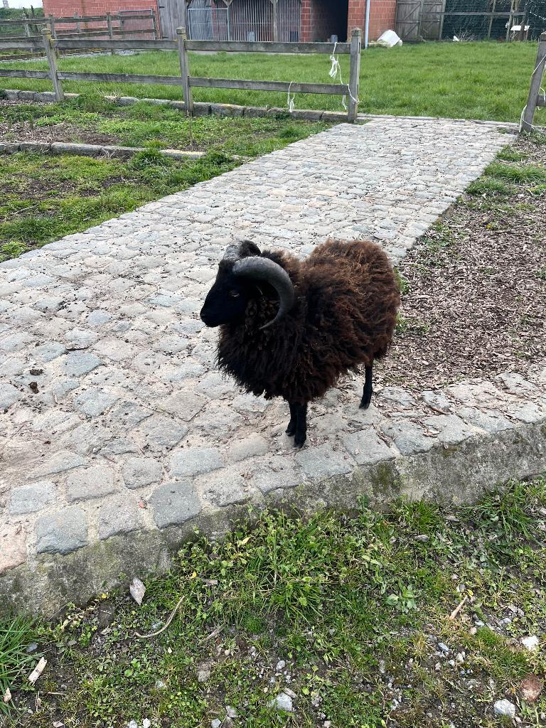 Ouessant schaap ram, Dieren en Toebehoren, Mannelijk, Schaap, 0 tot 2 jaar