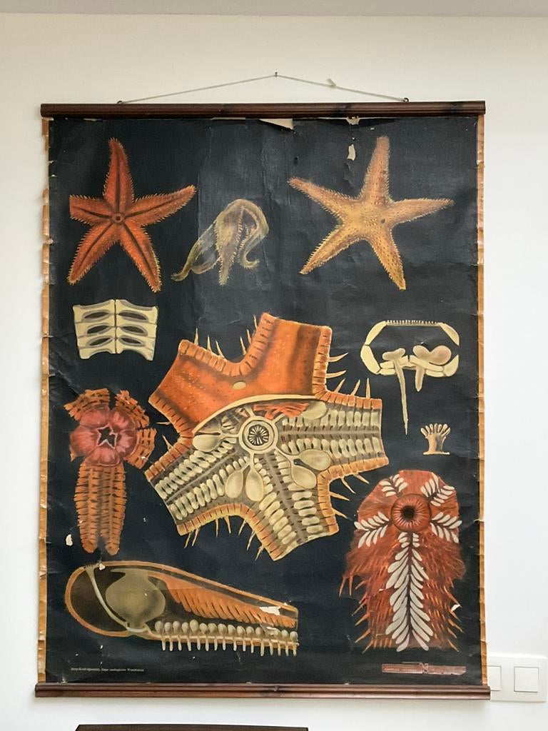 Affiche pedagogique Etoile de mer JUNG KOCH QUENTELL, Ophalen, Natuur en Biologie