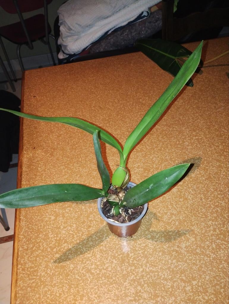 Orchidee Epicattleya 'Black Comet', Huis en Inrichting, Kamerplanten, Ophalen