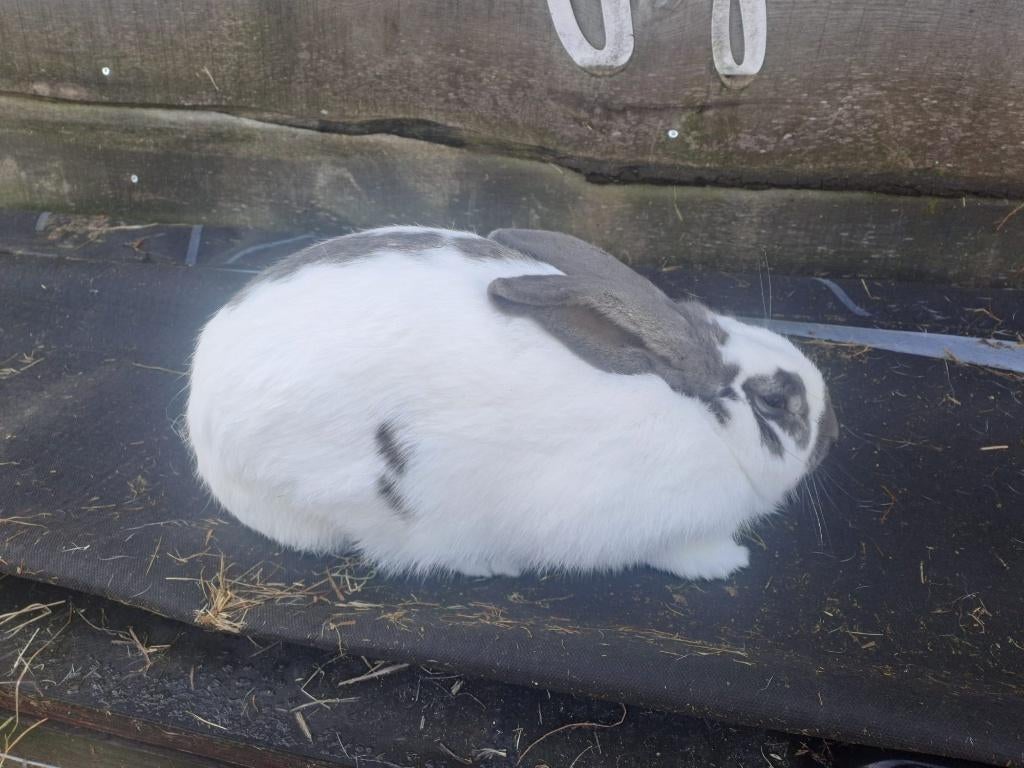 Vlaamse reus konijn, Dieren en Toebehoren