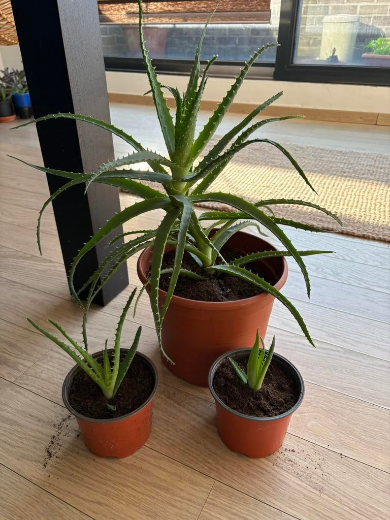 Candélabre à l'aloe vera, Plante succulente, Enlèvement ou Envoi, Moins de 100 cm, Plante verte