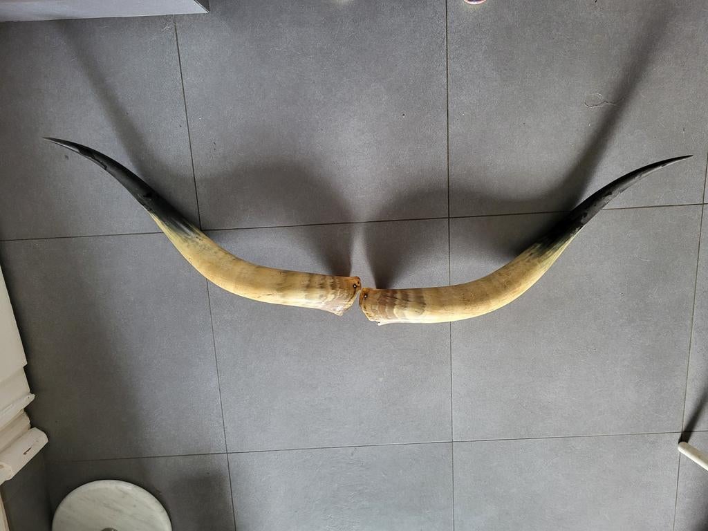 Paire de cornes de zébu africain, Collections, Collections Animaux, Enlèvement